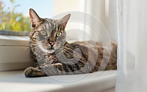 Gray brown tabby cat relaxing on window sill ledge, sun shines to himr, closeup detail