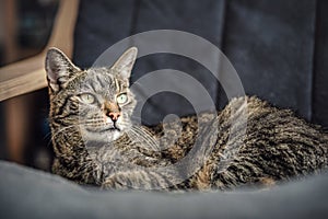 Gray brown tabby cat resting on armchair, looking curiously, closeup detail on his head