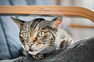 Gray brown tabby cat resting on armchair, looking curiously, closeup detail on his head