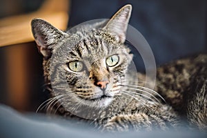 Gray brown tabby cat resting on armchair, looking curiously, closeup detail on his head