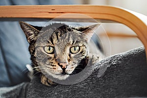 Gray brown tabby cat resting on armchair, looking curiously, closeup detail on his head