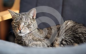 Gray brown tabby cat resting on armchair, looking curiously, closeup detail on his head