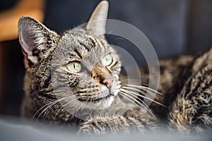 Gray brown tabby cat resting on armchair, looking curiously, closeup detail on his head