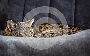 Gray brown tabby cat resting on armchair, looking curiously, closeup detail on his head