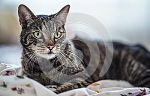 Gray brown tabby cat resting on bed blanket, looking curiously, closeup detail on his head