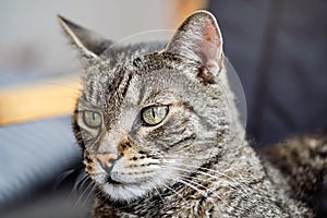 Gray brown tabby cat resting, looking curiously, closeup detail on his head
