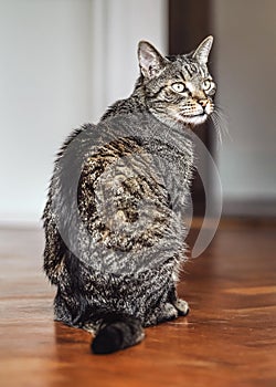 Gray brown tabby cat sitting on wooden floor, looking curiously