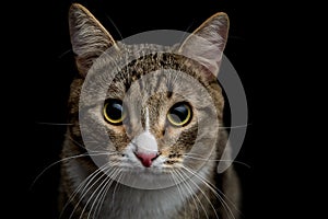 Gray and brown tabby cat