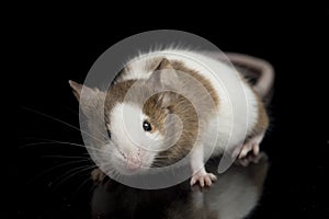 Gray Brown white mouse isolated on black background