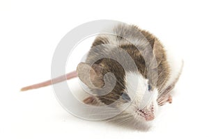 Gray Brown white mouse isolated on white background