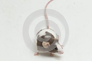Gray Brown white mouse isolated on white background