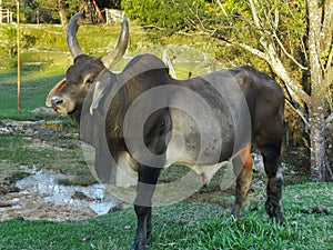 Gray bull of the Guzera breed in a rural region of the Jardim das Oliveiras neighborhood.