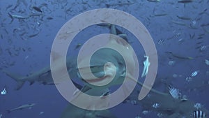 Gray bull shark eats fish underwater ocean of Tonga.