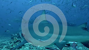 Gray bull shark eats from hands of man underwater ocean of Tonga.