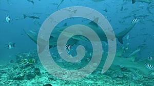 Gray bull shark and fish underwater ocean of Tonga.