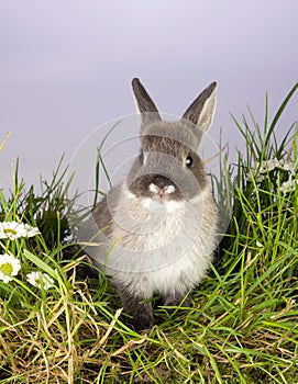 Gray bunny