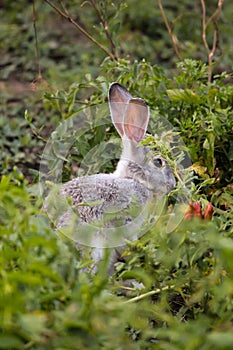 Gray bunny