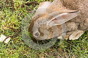 Gray bunny