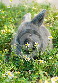 Gray bunny