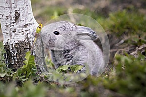 Gray bunny in the garden