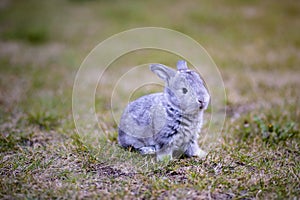 Gray bunny in the garden