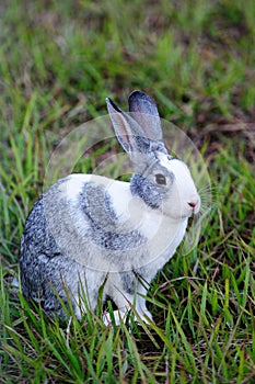 Gray bunny on grass