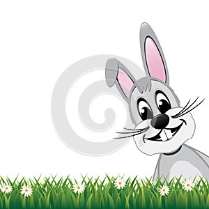 Gray bunny look side daisy meadow isolated