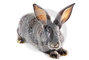 Gray bunny rabbit