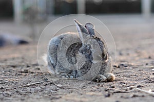 Gray bunny rabbit lying in field illuminated by the sun