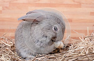 Gray bunny rabbit stay on straw and wood box with different action and wooden pattern background