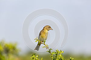 Gray bunting Emberiza cineracea is a songbird species belonging to the bunting family Emberizidae. Today, it is classified in