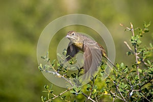 Gray bunting Emberiza cineracea is a songbird species belonging to the bunting family Emberizidae. Today, it is classified in photo