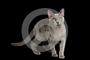 Gray Burmese Cat on isolated black background