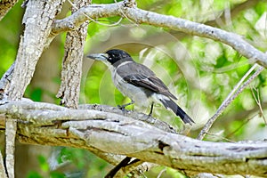 Gray butcherbird(Cracticus torquatus) small bird, animal sits on a tree branch in a city park