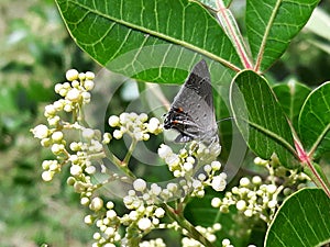 Gray Butterfly! photo