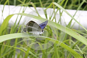 A gray butterfly caught on a leaf