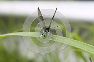 A gray butterfly caught on a leaf