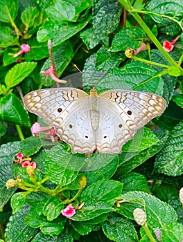 gray butterfly with over green leaves