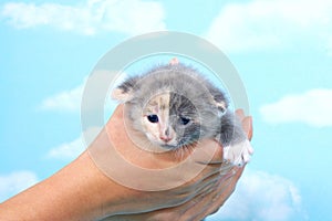 Gray and calico kitten held in young hands