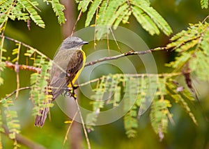 Gray-capped Flycatcher