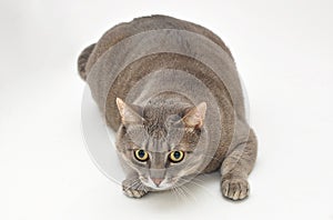 Gray cat