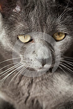 Gray Cat