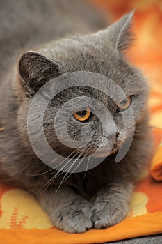 Gray cat