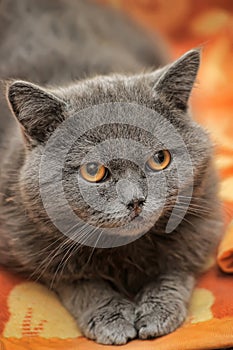 Gray cat