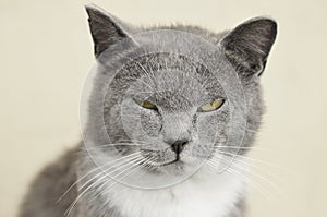 Gray cat.