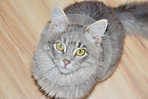 Gray cat