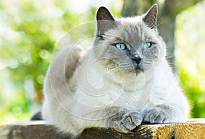 Gray cat