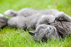 Gray cat