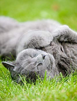 Gray cat