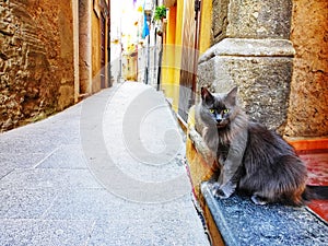 Gray cat in the alleys of s.  Giovanni a Piro in Campania